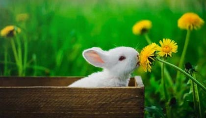 kaiyun-CBA裁判再度登上热搜榜 抢五大战吹罚成败笔